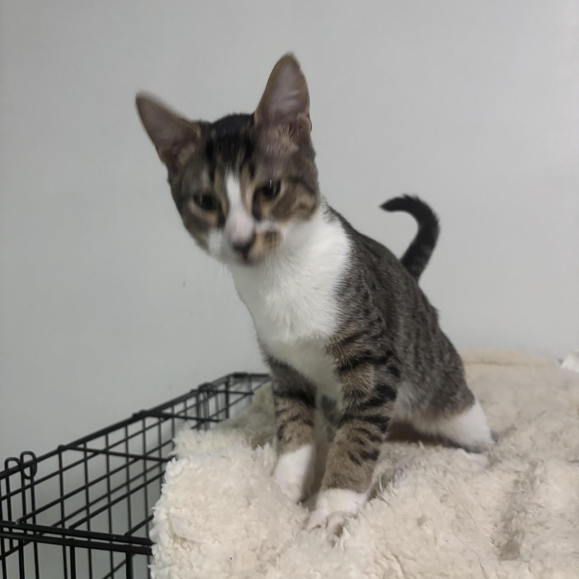 A young medium-sized male Domestic Short Hair cat named Freckles for adoption in Sugar Land, TX