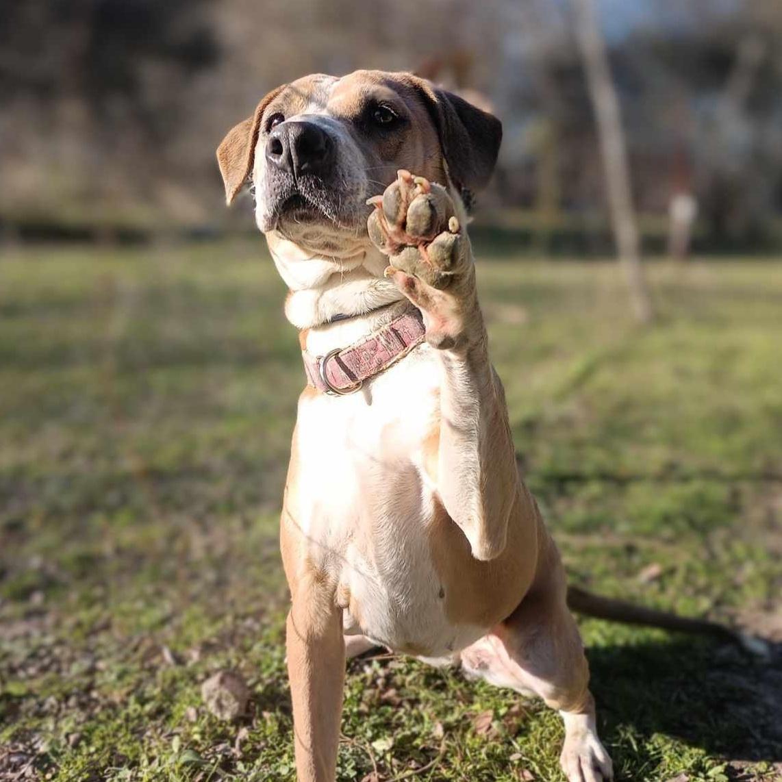 An adult medium-sized female Yellow / Tan / Blond / Fawn American Staffordshire Terrier dog named Dancer for adoption in Kempner, TX