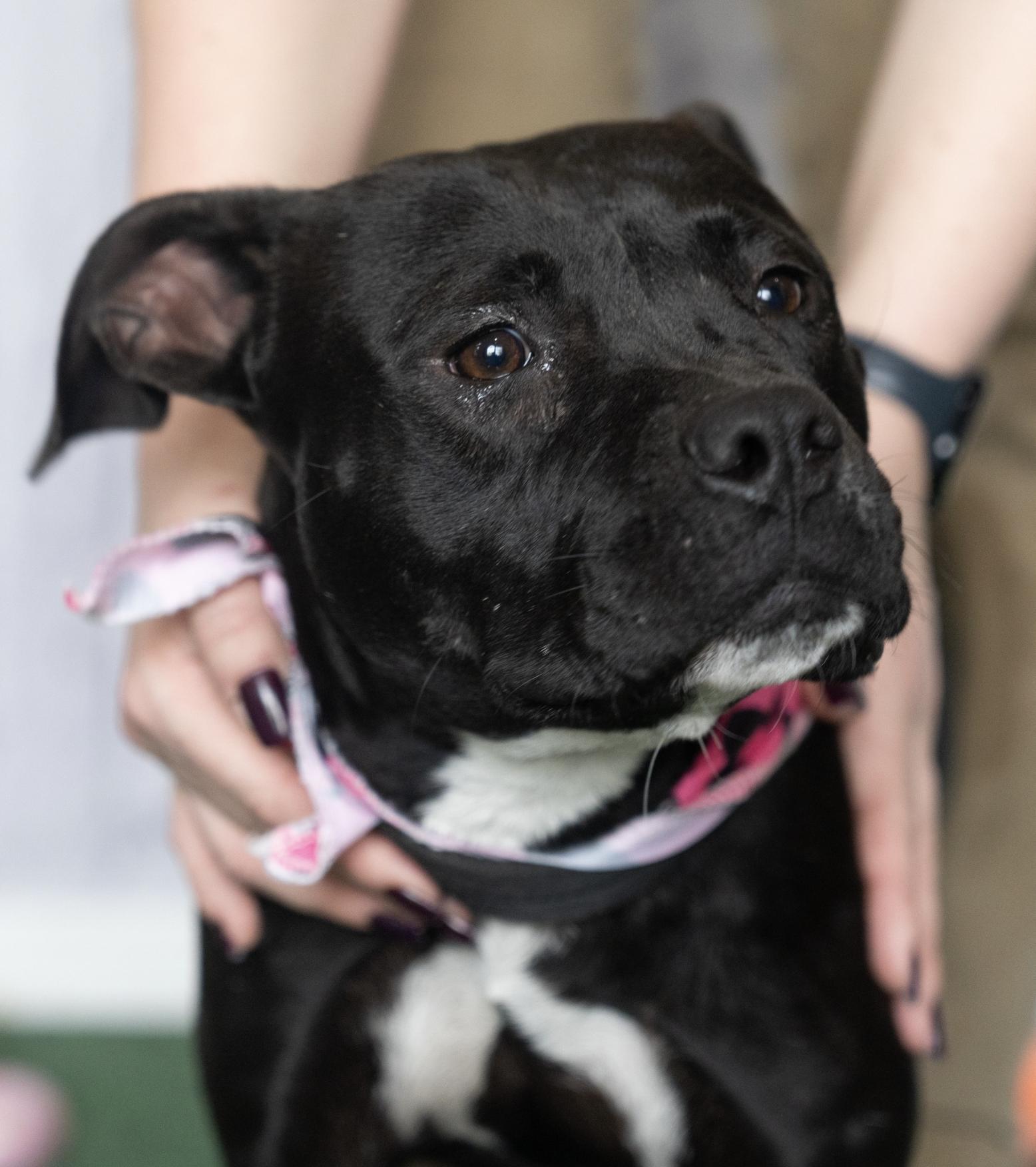 A baby medium-sized female Pit Bull Terrier dog named Minnie for adoption in Allen, TX