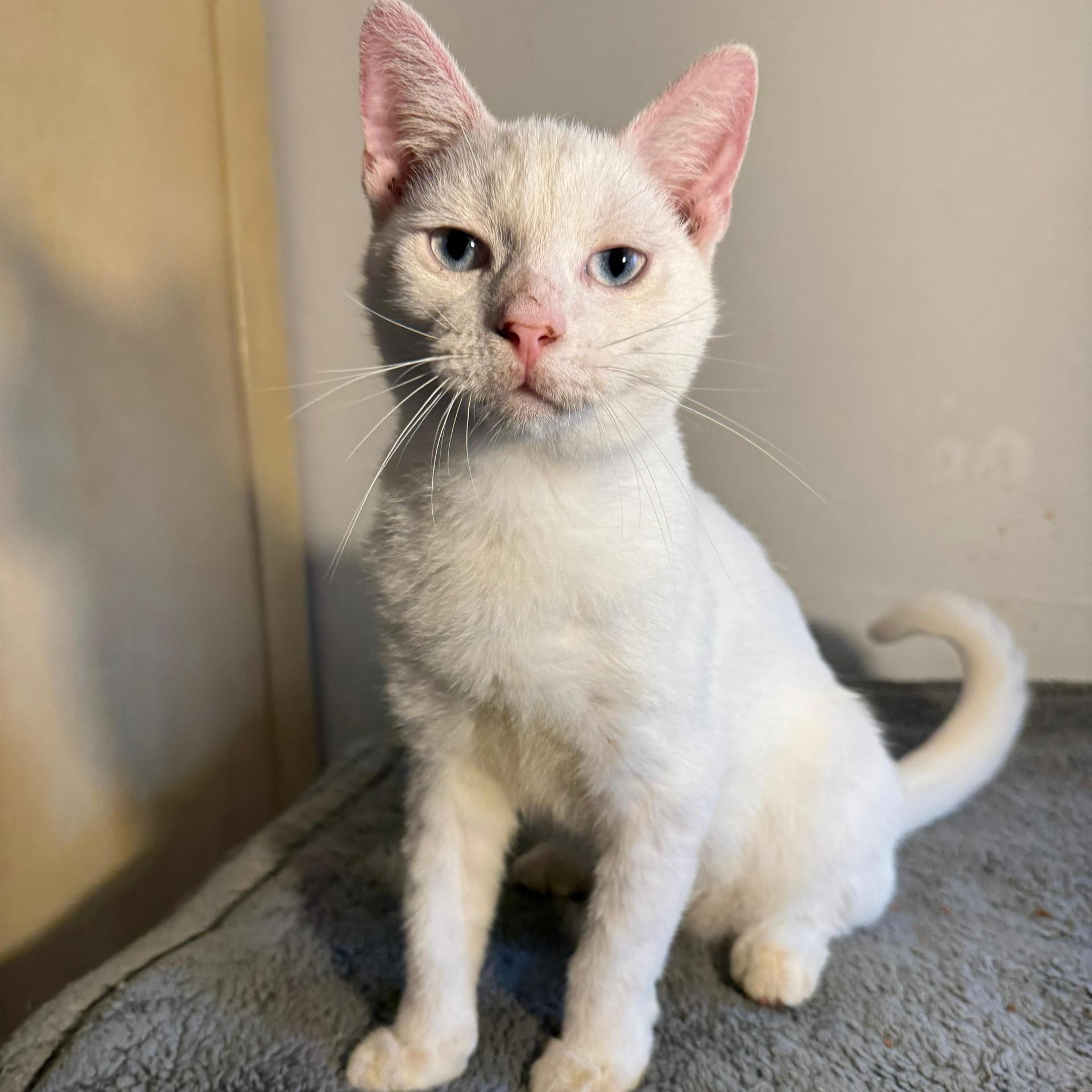 A baby small-sized male Domestic Short Hair cat named Orzo for adoption in Miami, FL