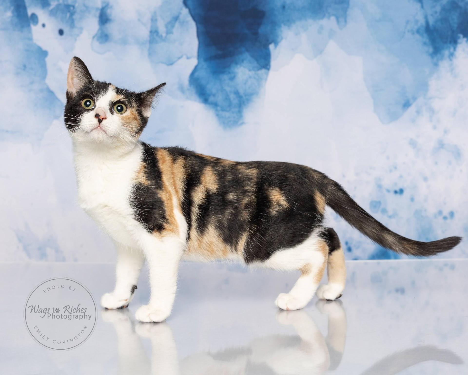 A baby medium-sized female Calico cat named Lucy for adoption in Tuscaloosa, AL