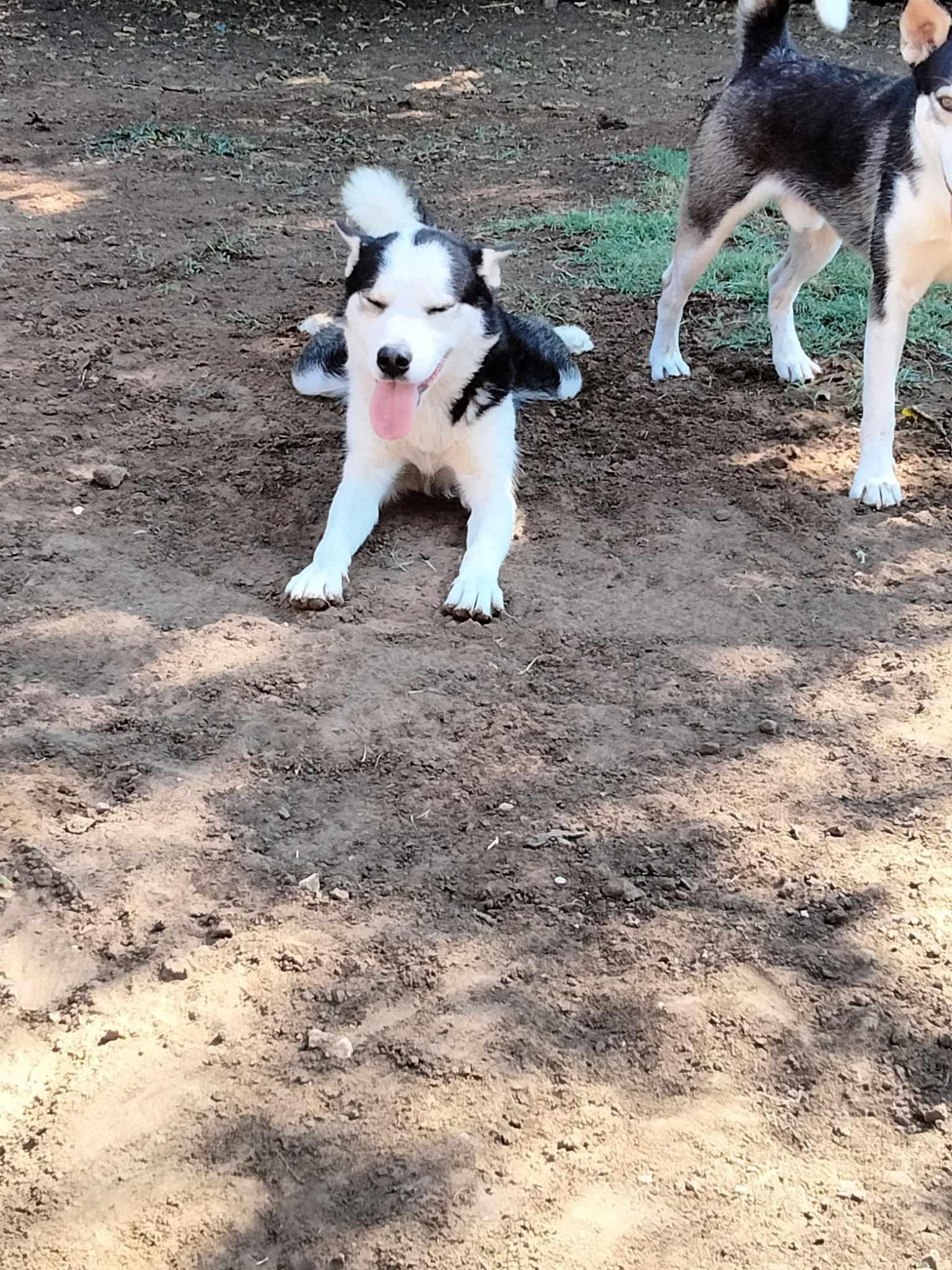 A young medium-sized male Husky dog named Grandpa for adoption in Joshua, TX
