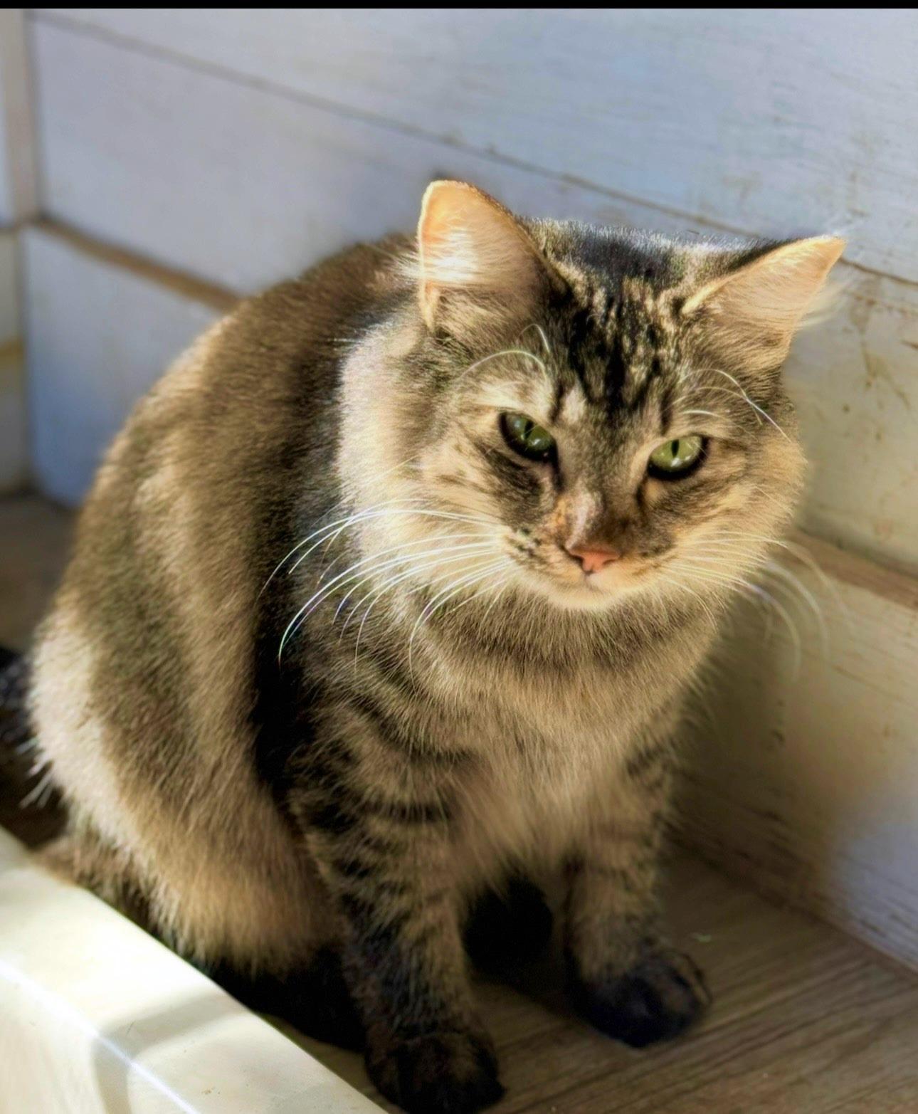 Jazz Beautiful Longhaired