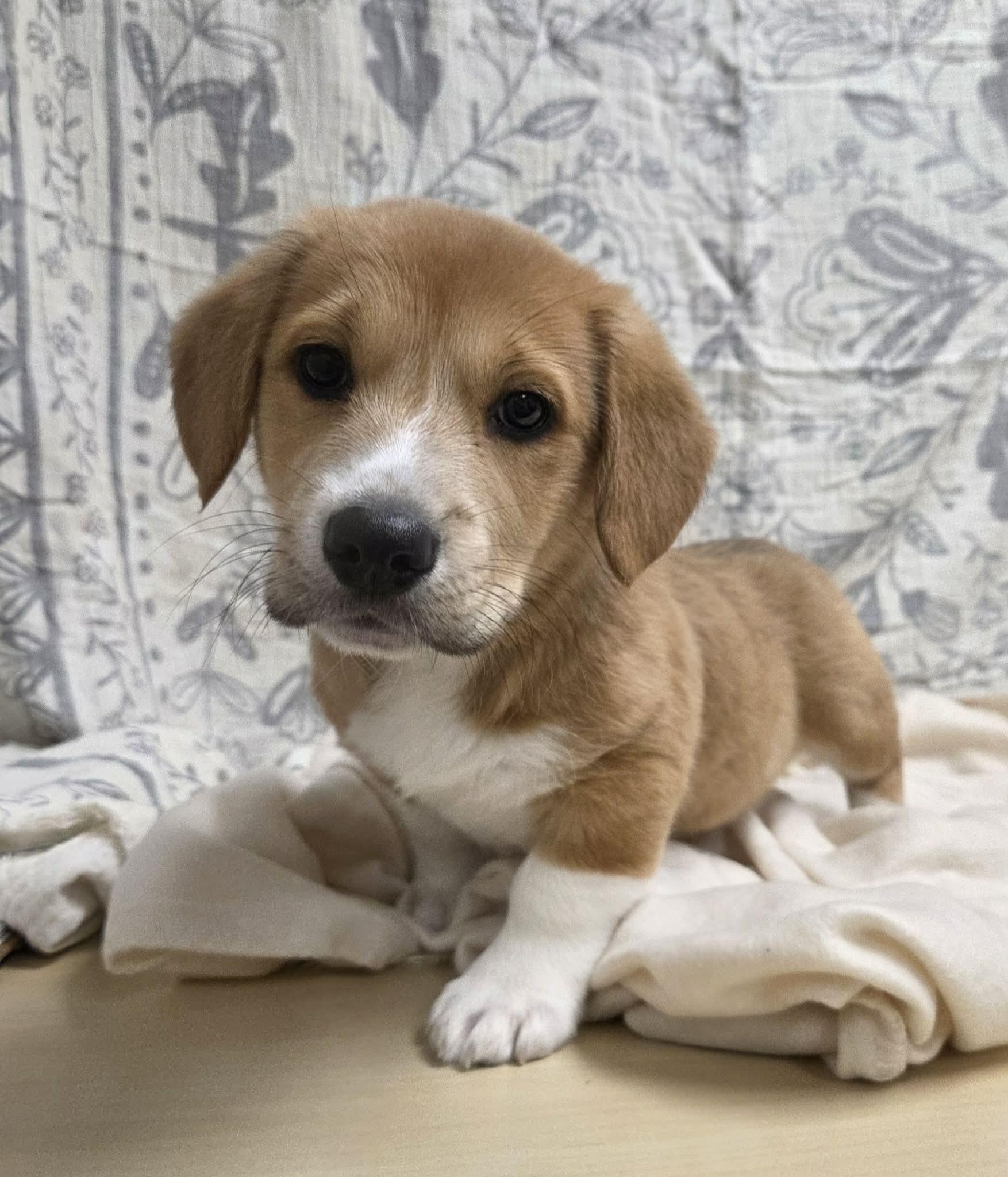 Izzy The Dachshund Mix