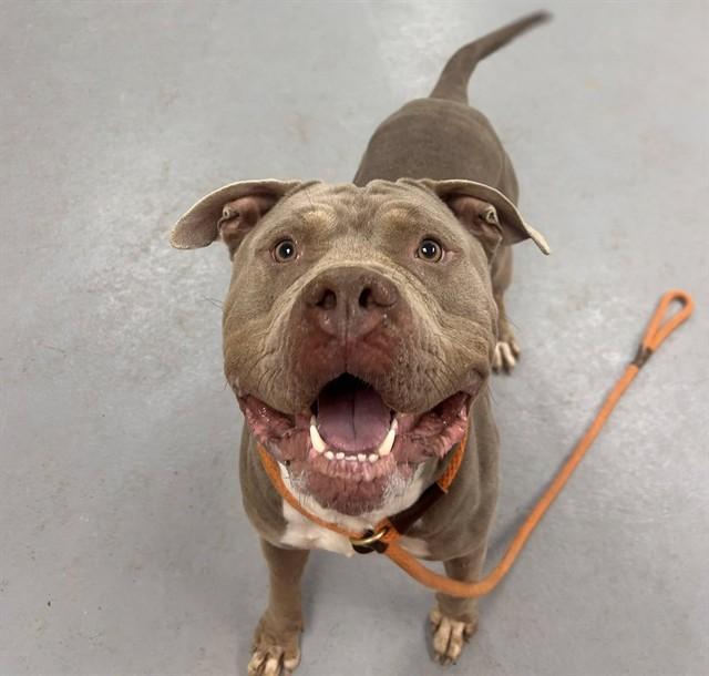 Hazelnut Mcsofthands