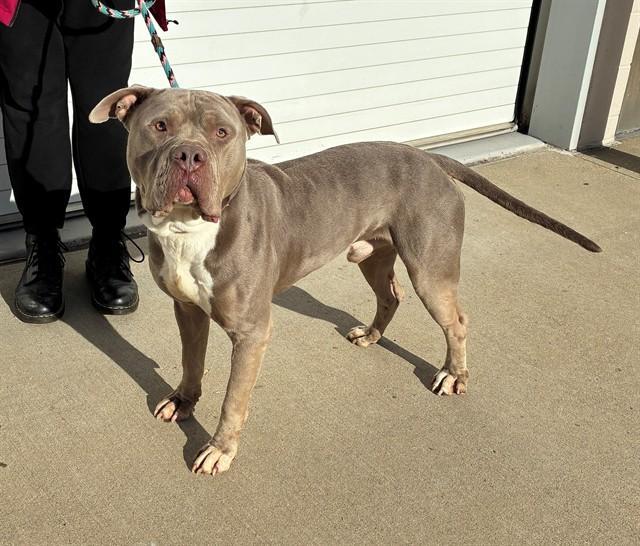 Hazelnut Mcsofthands