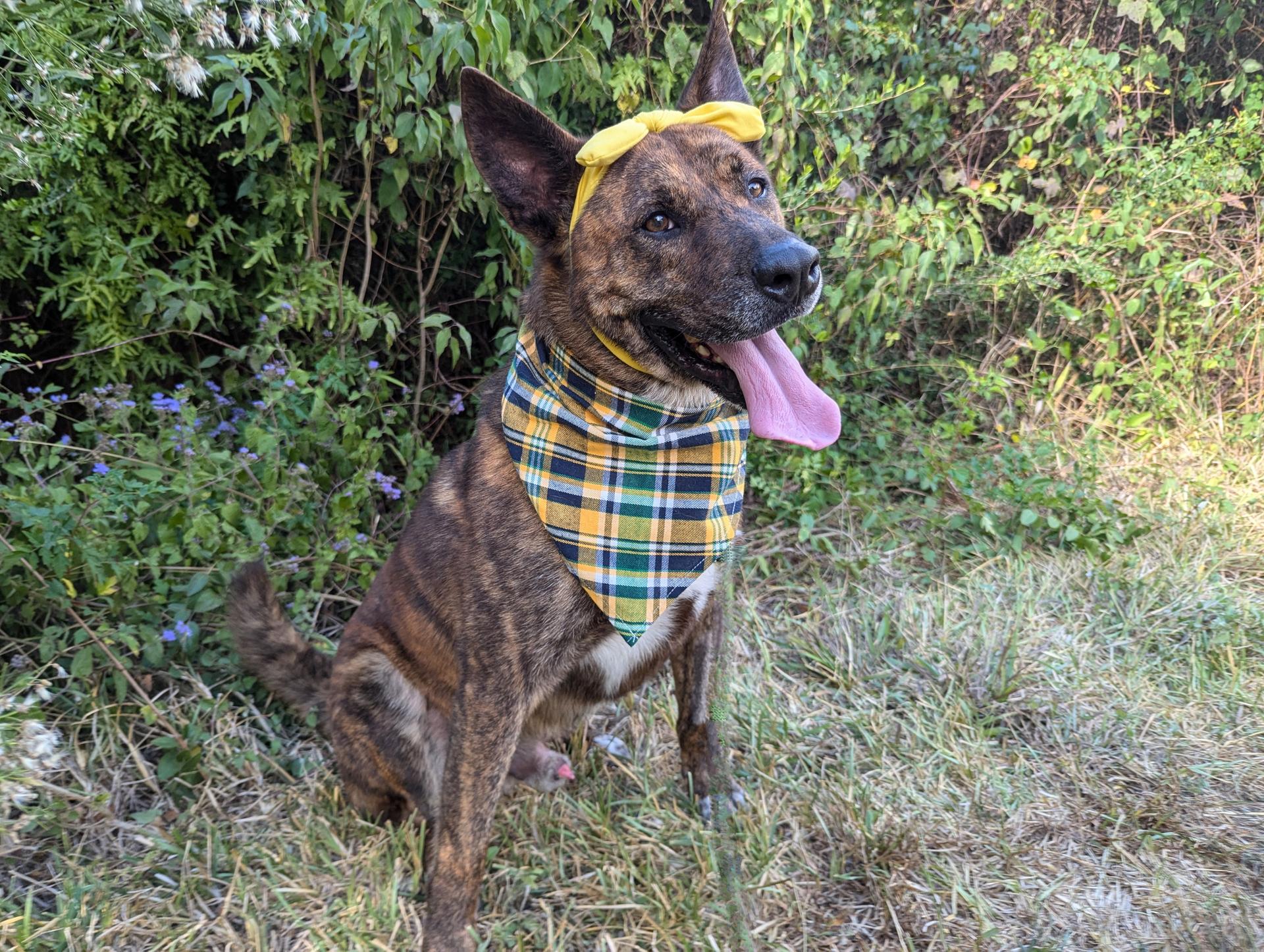An adult large-sized male Brindle Terrier dog named Zazu for adoption in angleton, TX