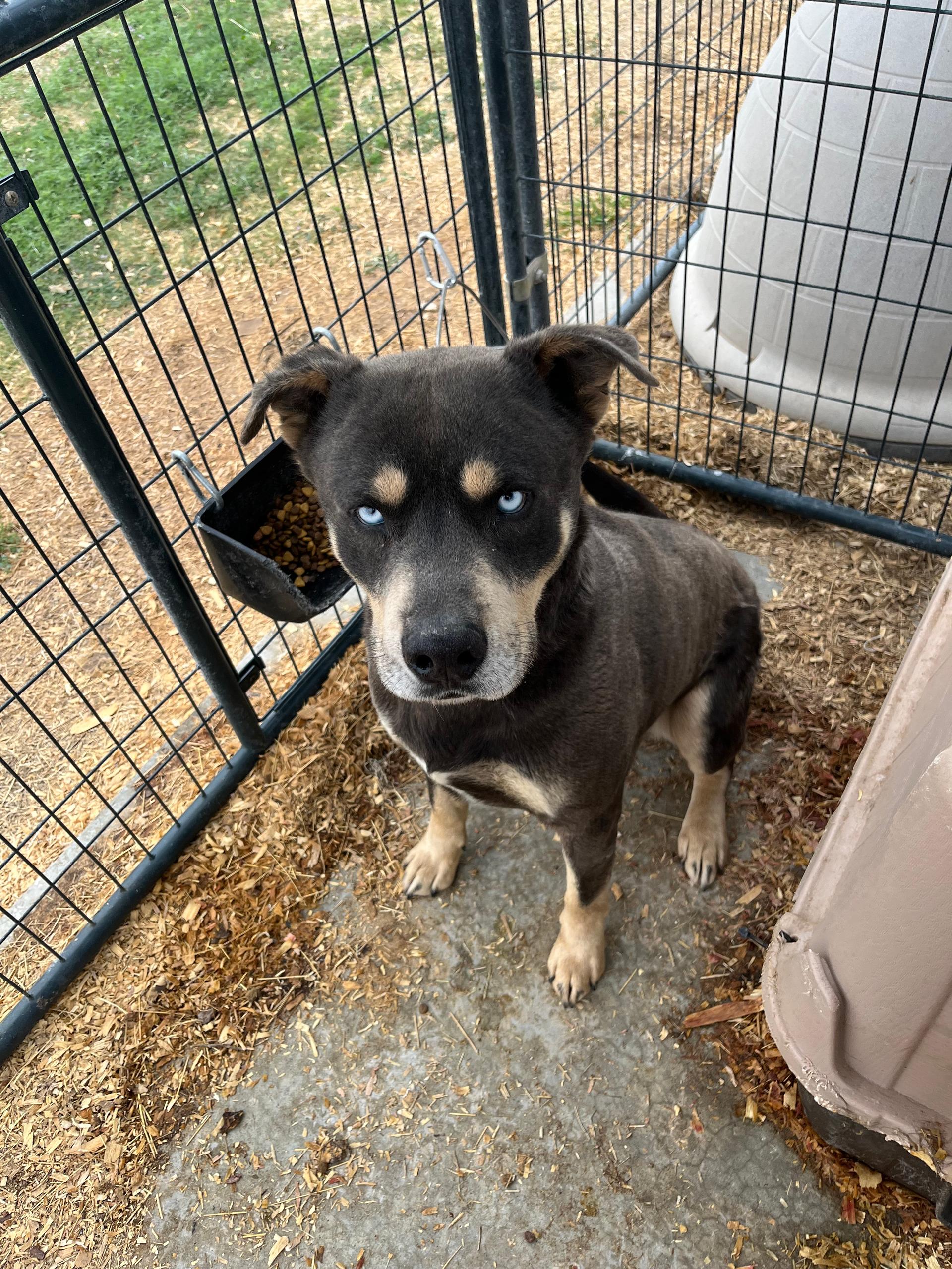 An adult medium-sized male Brown / Chocolate Australian Kelpie dog named Duncan for adoption in Canyon, TX