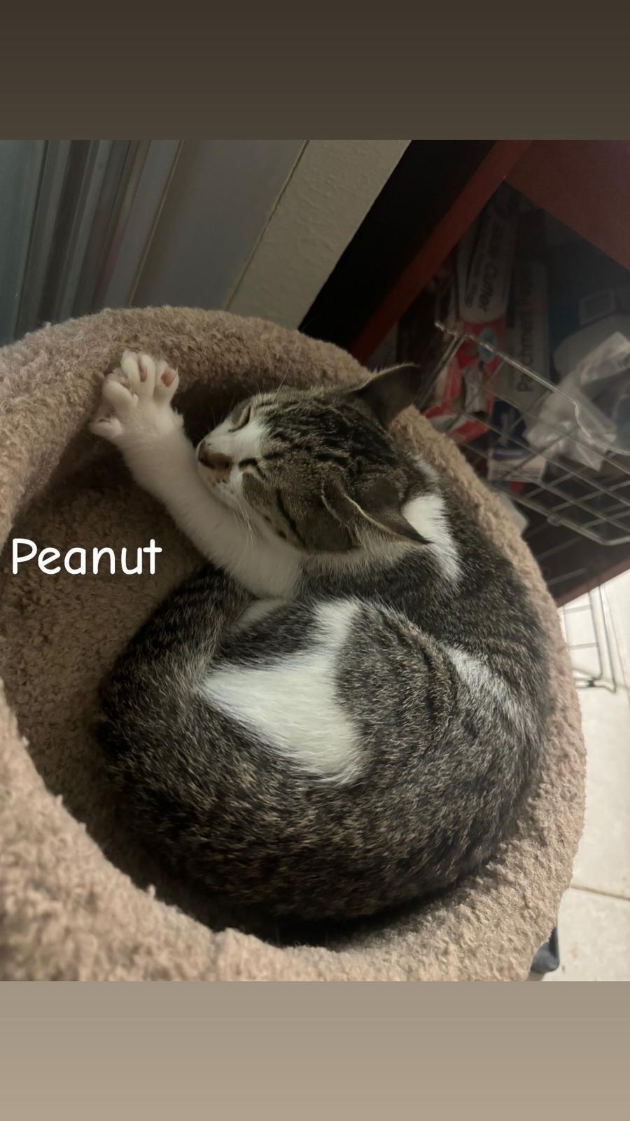 Peanut