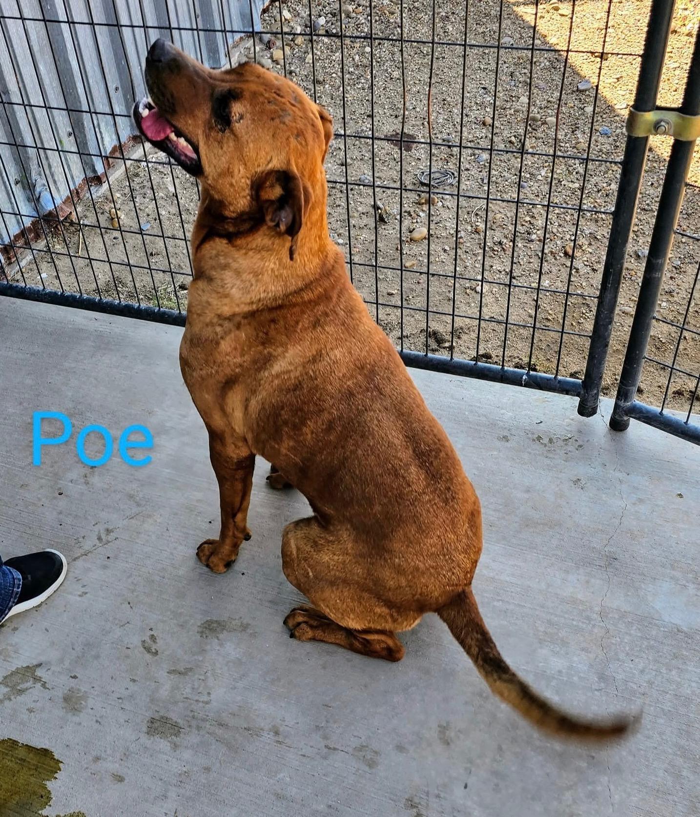 An adult large-sized male Brown / Chocolate Mixed Breed dog named Poe for adoption in Canyon, TX