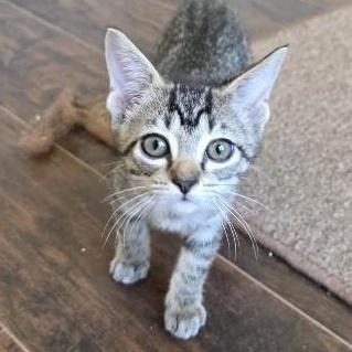 A baby medium-sized female Tabby (Gray / Blue / Silver) Domestic Short Hair cat named Dunkin for adoption in Rossville, TN