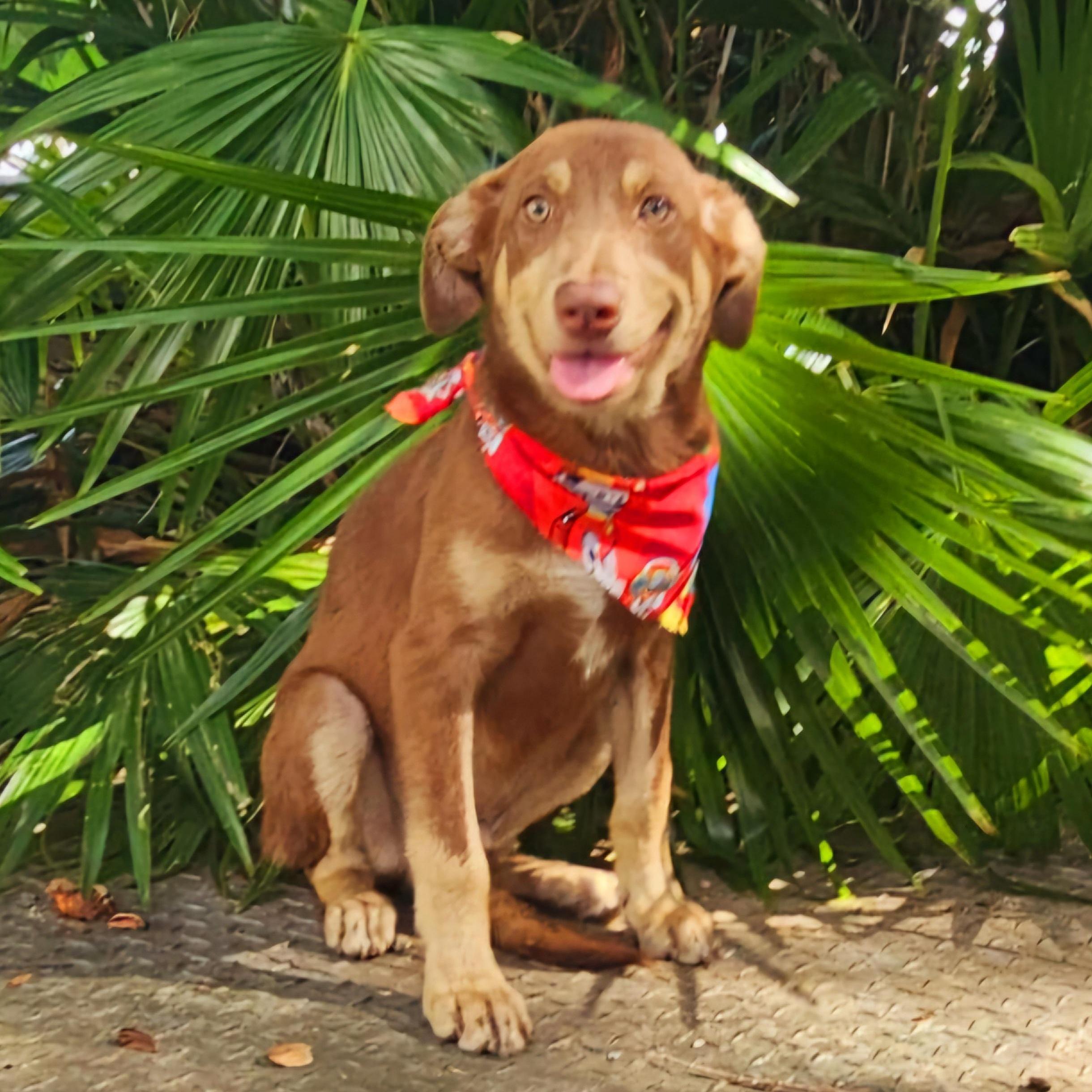 Caramelo "your Sweet Love."