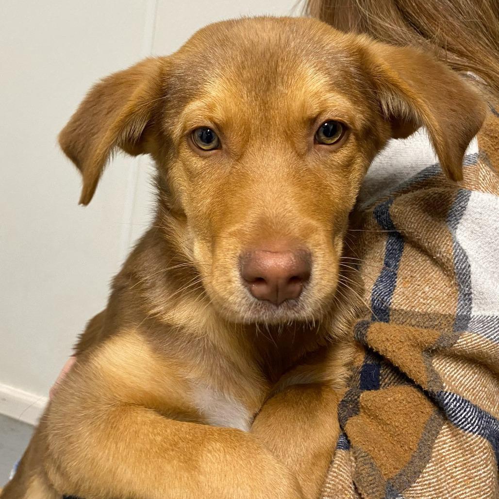 A baby medium-sized female Brown / Chocolate Mixed Breed dog named Snickerdoodle for adoption in Troy, IL