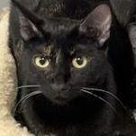 An adult large-sized male Domestic Short Hair cat named Shy for adoption in Brighton, MI