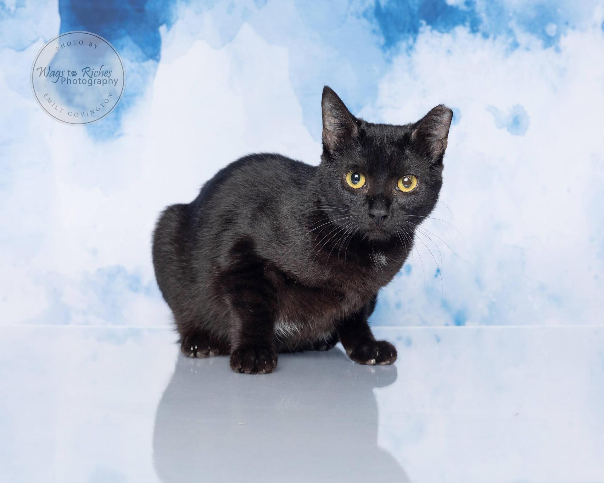 A baby medium-sized female Black Bombay cat named Colette for adoption in Tuscaloosa, AL