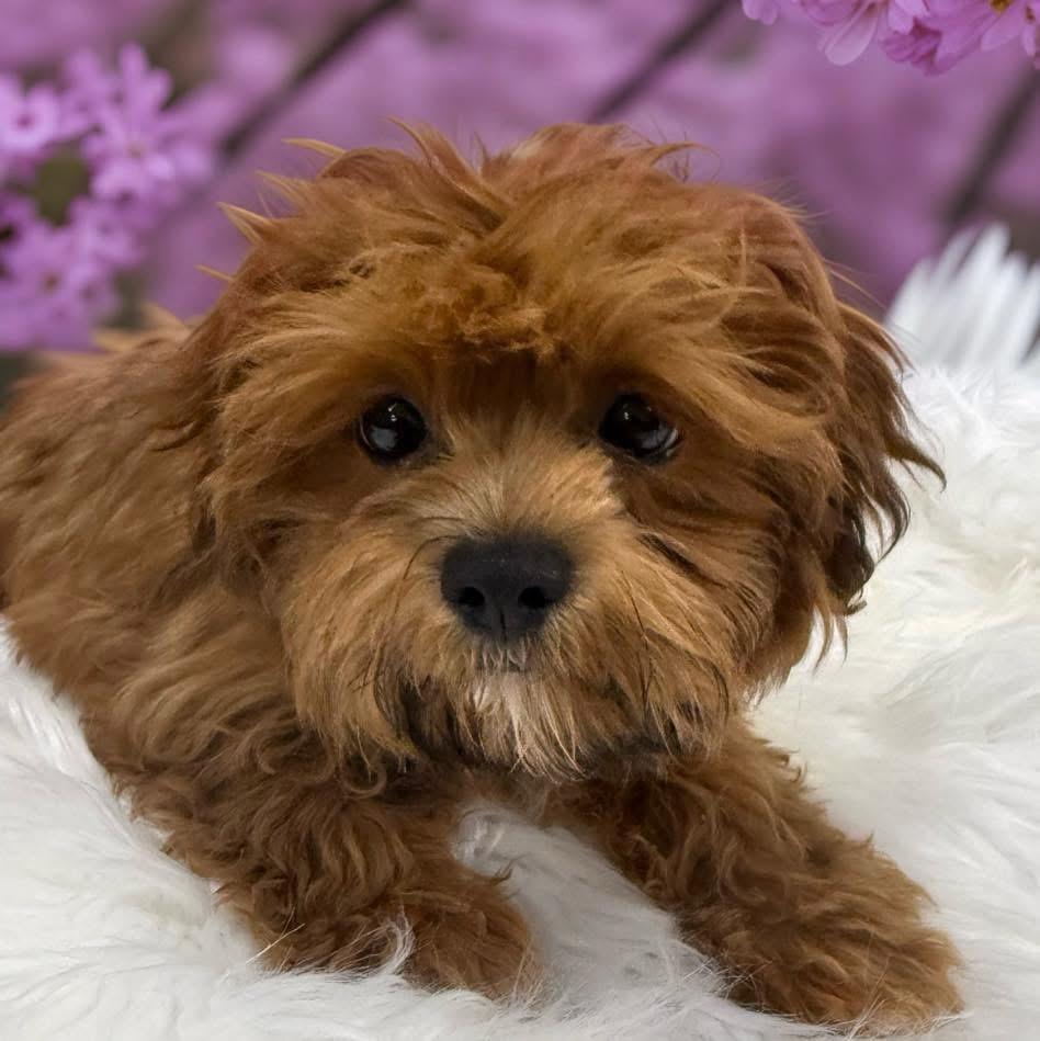 A baby small-sized male Golden Shih Tzu dog named Phil for adoption in Bronx, NY