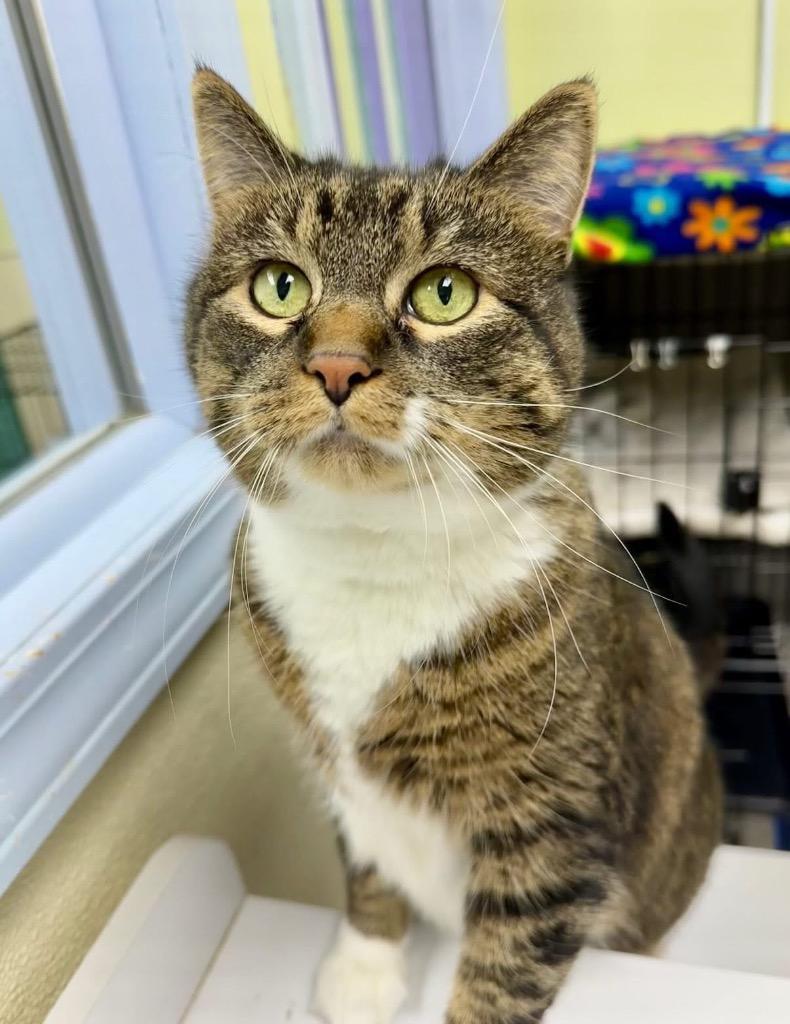 A senior large-sized female Domestic Short Hair cat named Kit for adoption in Shorewood, IL