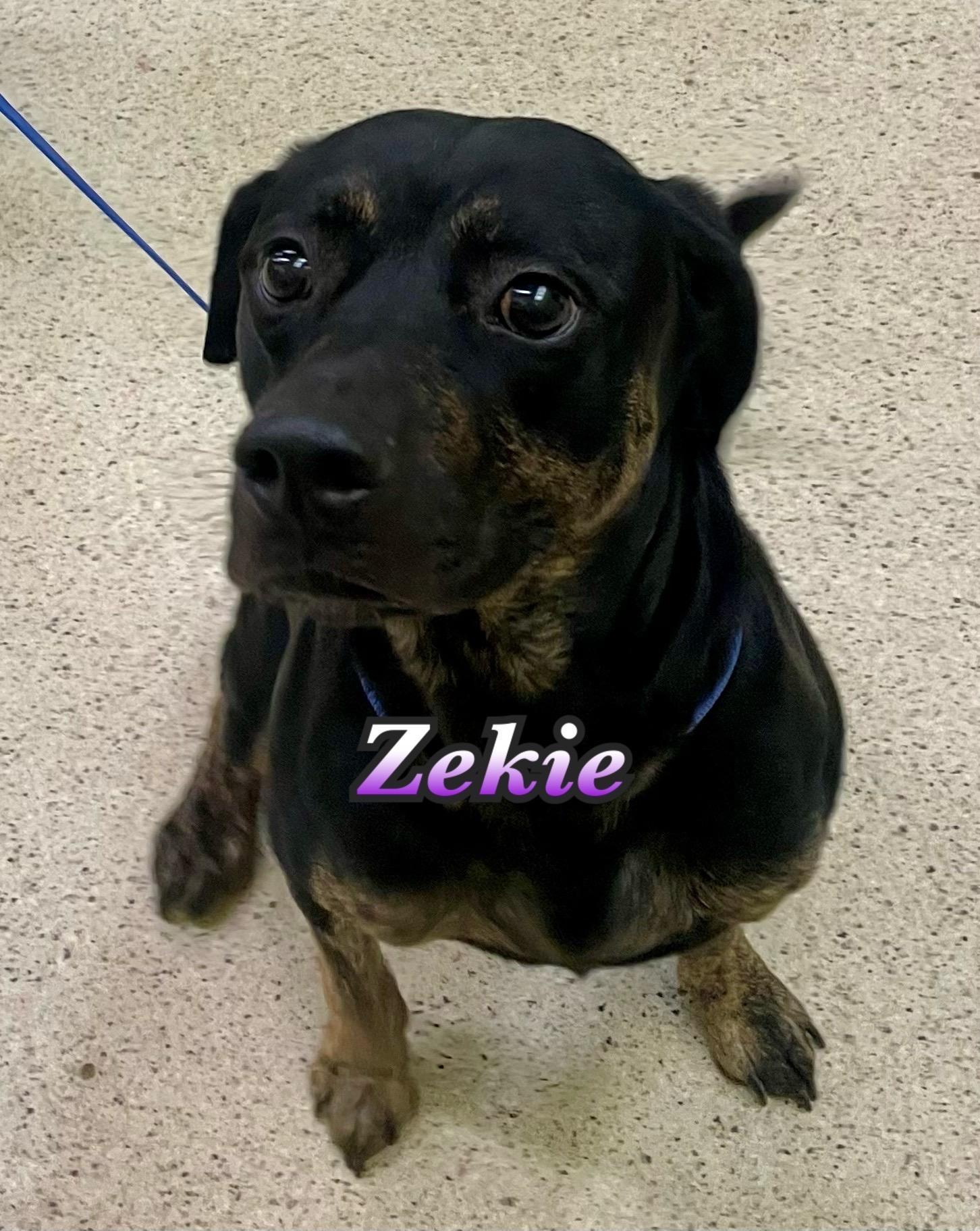 An adult medium-sized male Shepherd dog named Zekie for adoption in Muncie, IN