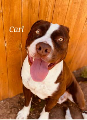 An adult medium-sized male Brown / Chocolate American Staffordshire Terrier dog named Carl for adoption in Canyon, TX