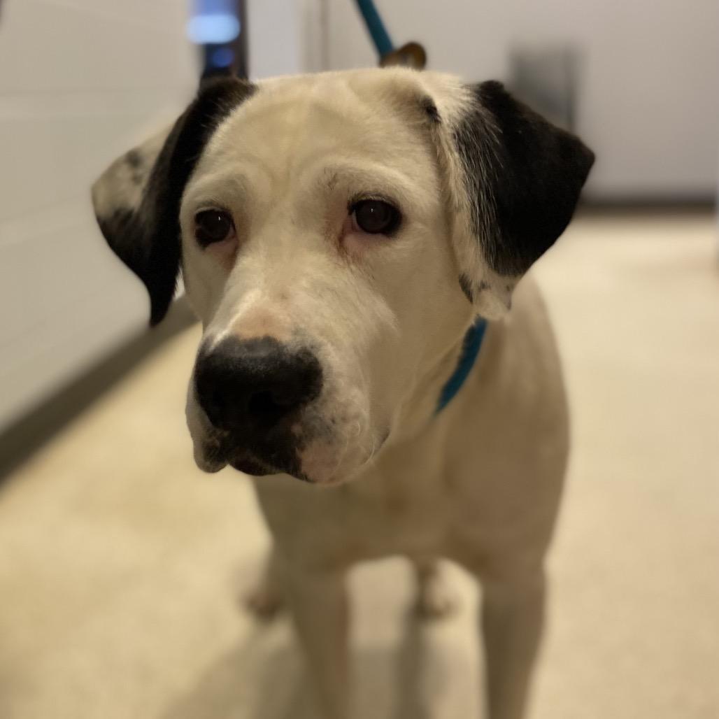 An adult large-sized female White / Cream Mixed Breed dog named Miss Ma'am for adoption in Columbus, GA