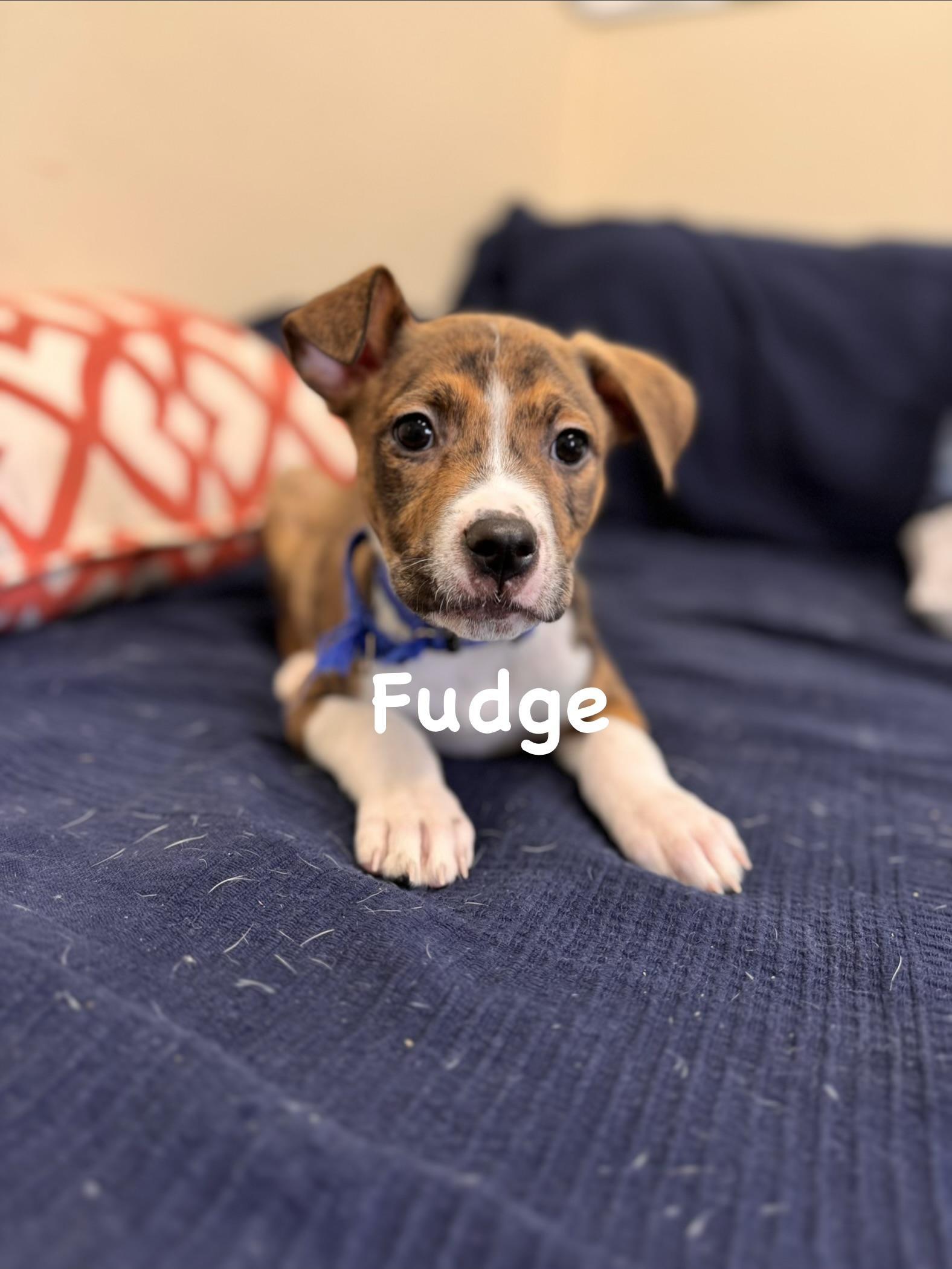 Fudge