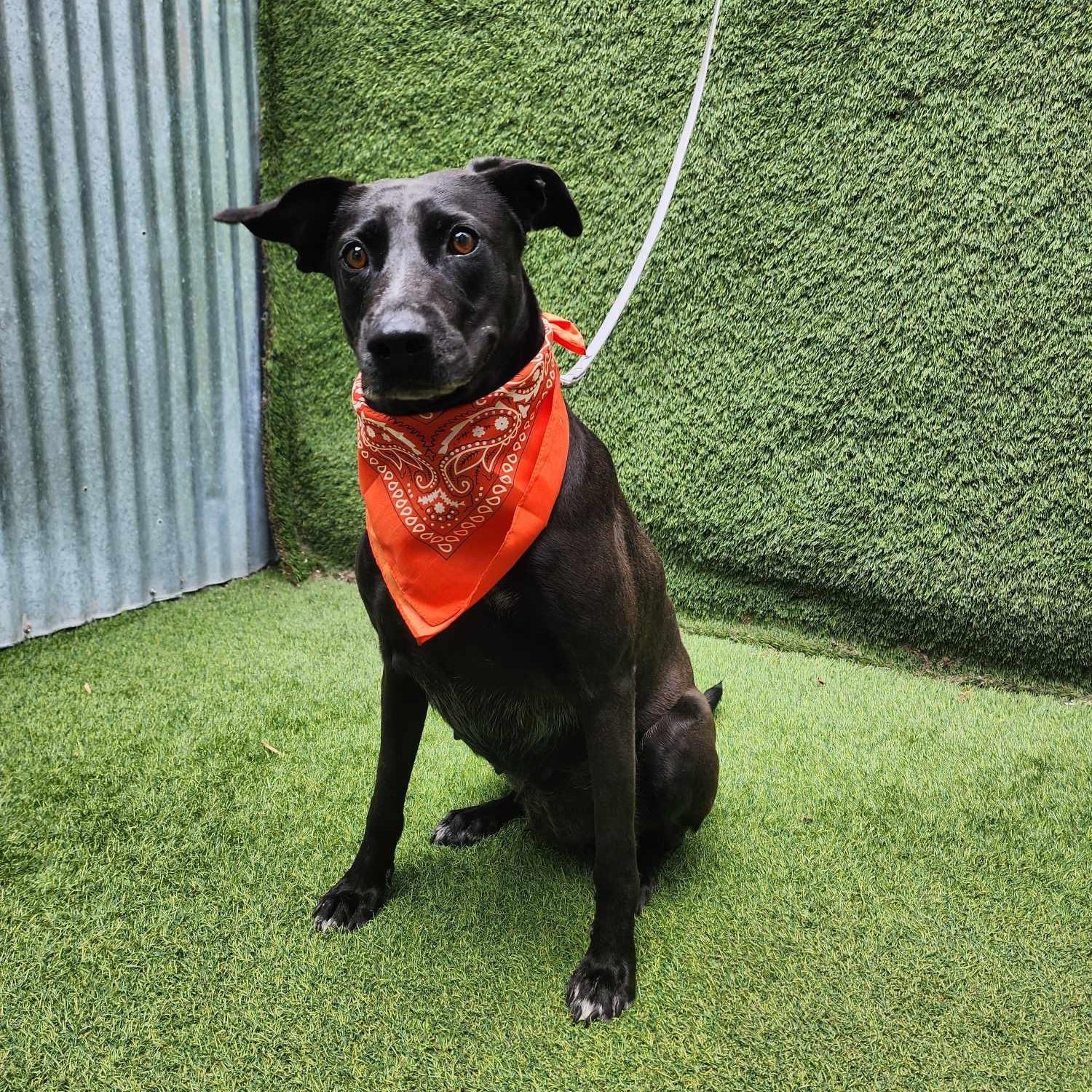 An adult large-sized female Black Labrador Retriever dog named Rowe for adoption in Oak Point, TX