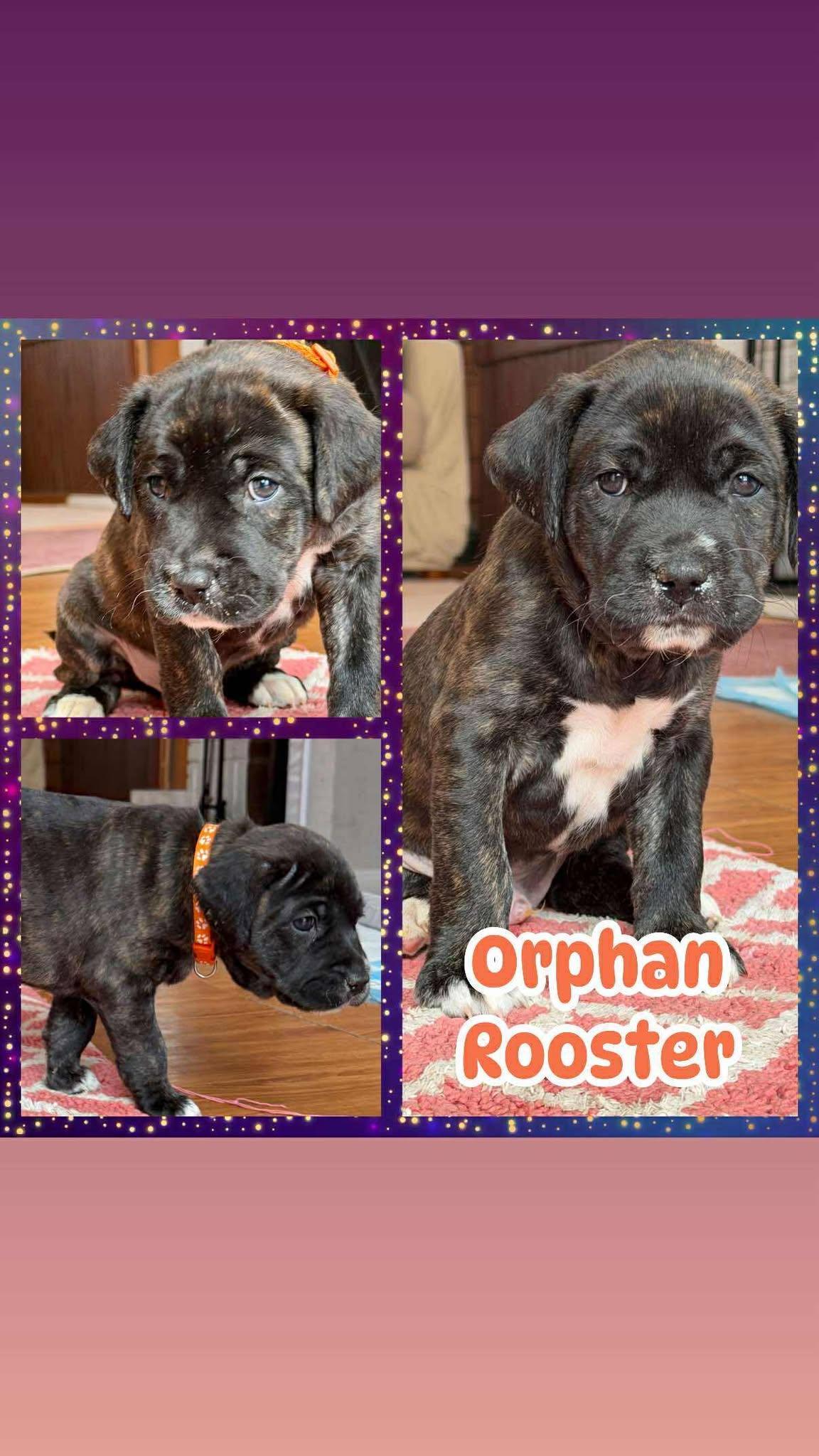 Orphan Rooster