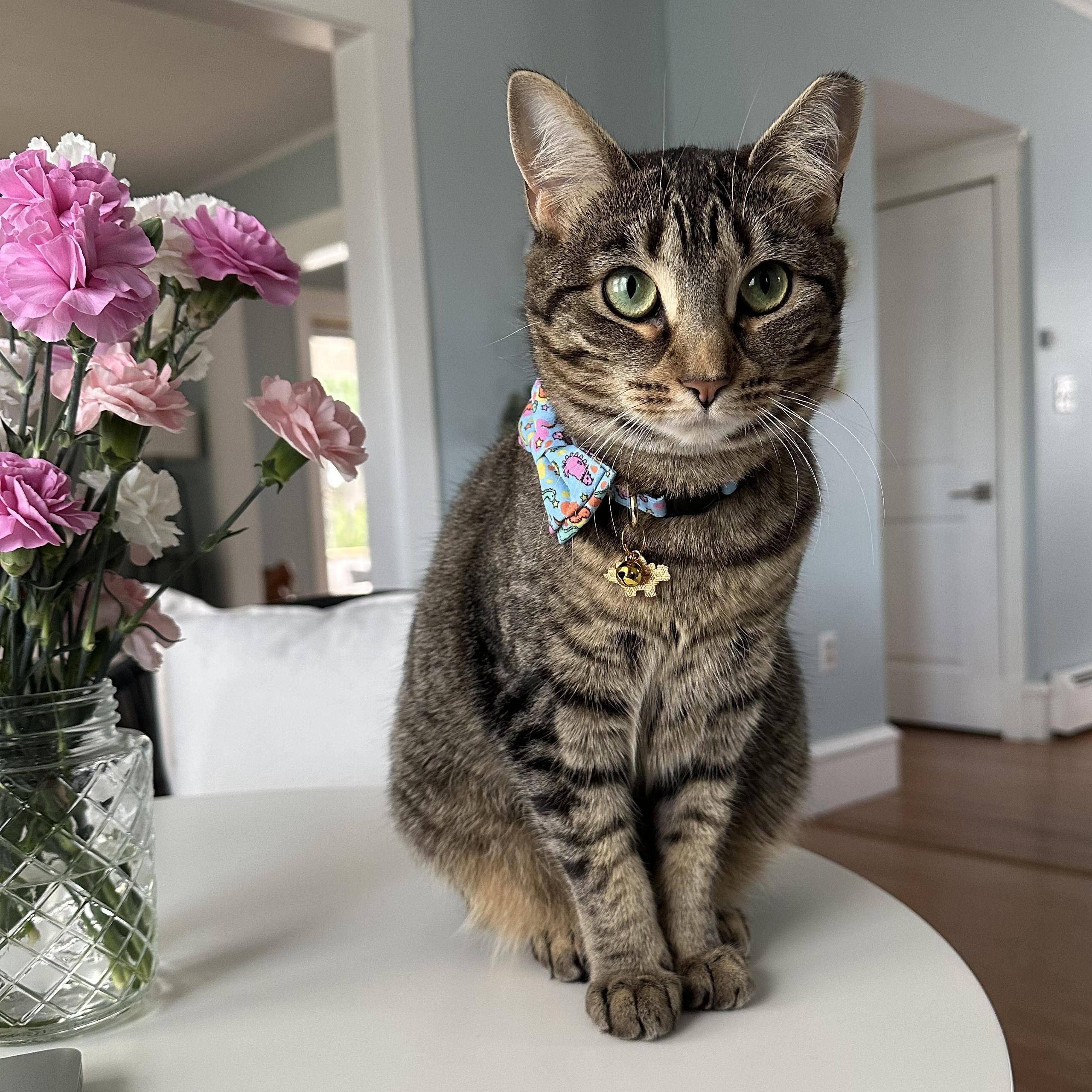 Lil Girl Pep photo 1