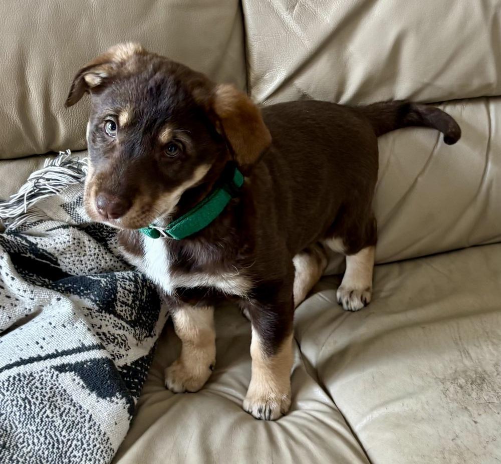 Aussie Litterolivia Newton John