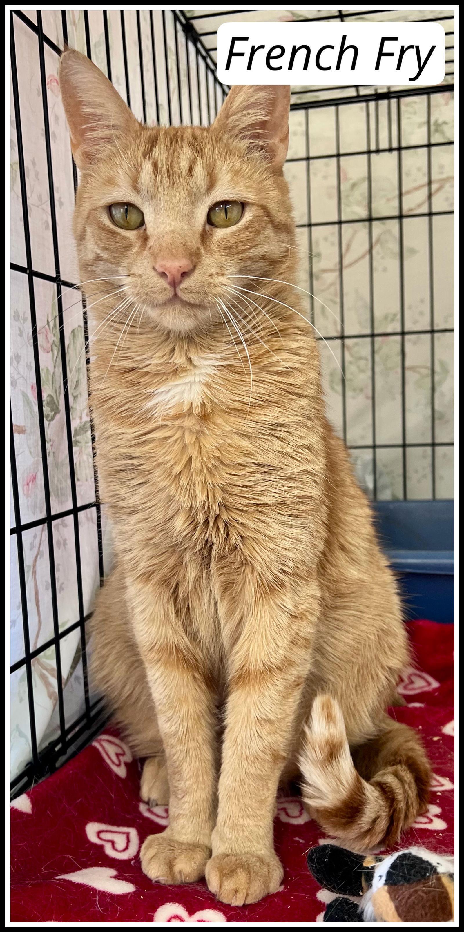 French Frywillow Grove