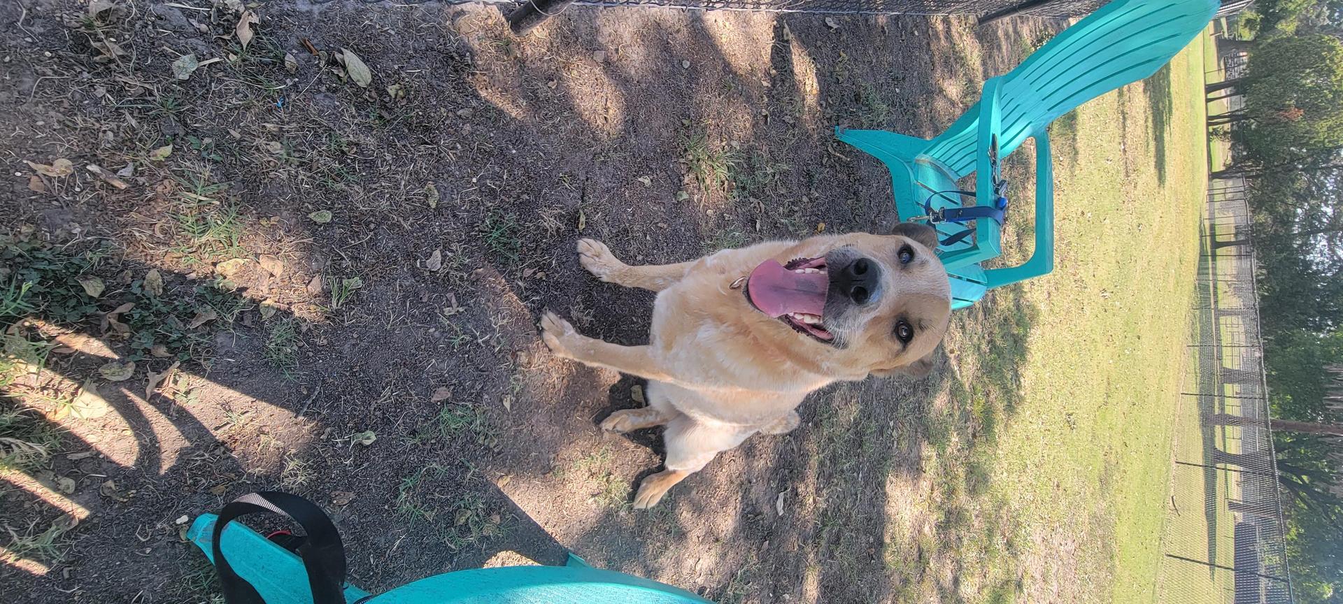 An adult large-sized male Apricot / Beige Australian Cattle Dog / Blue Heeler dog named Remy for adoption in Point, TX
