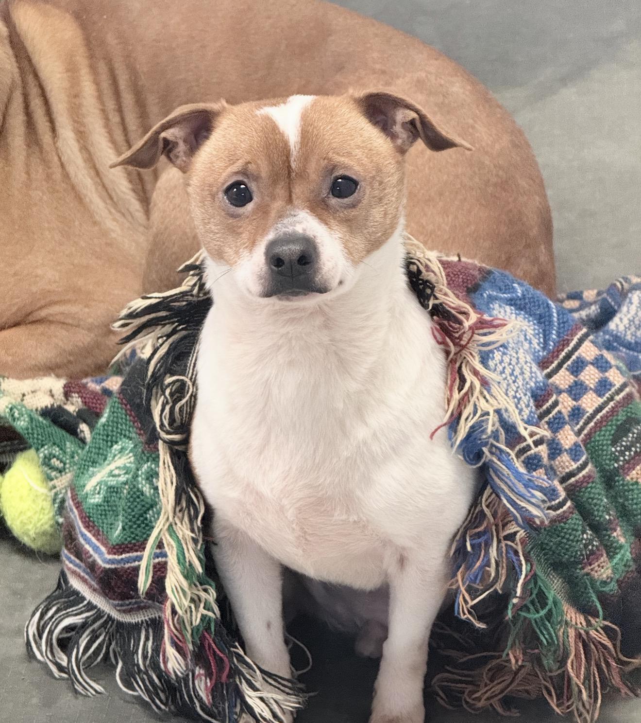 An adult small-sized male Yellow / Tan / Blond / Fawn Chihuahua dog named Kris for adoption in Junction City, KY