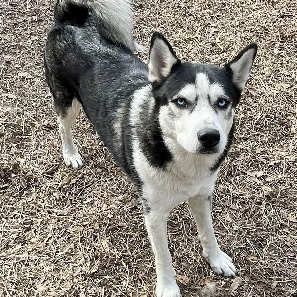 An adult medium-sized female Siberian Husky dog named Layla for adoption in Sumter, SC