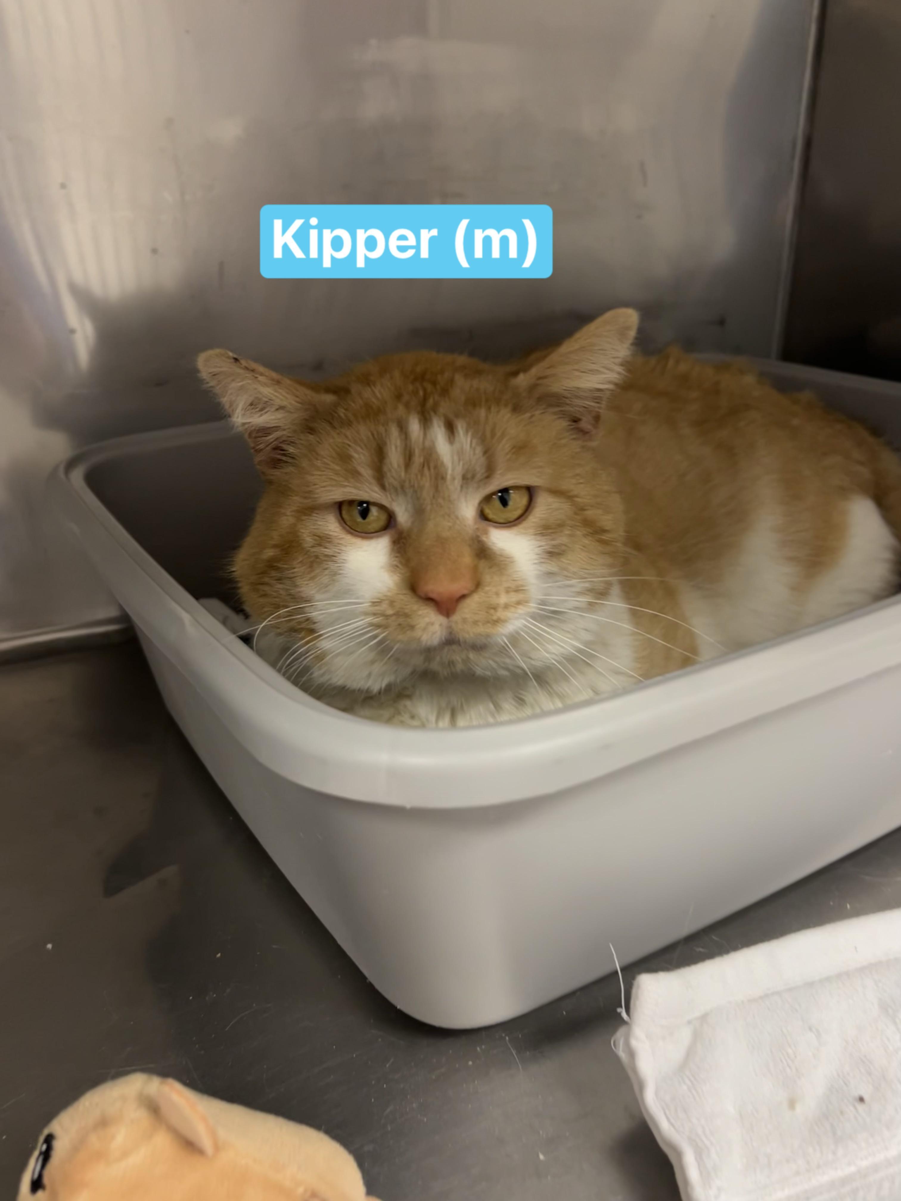 Kipper