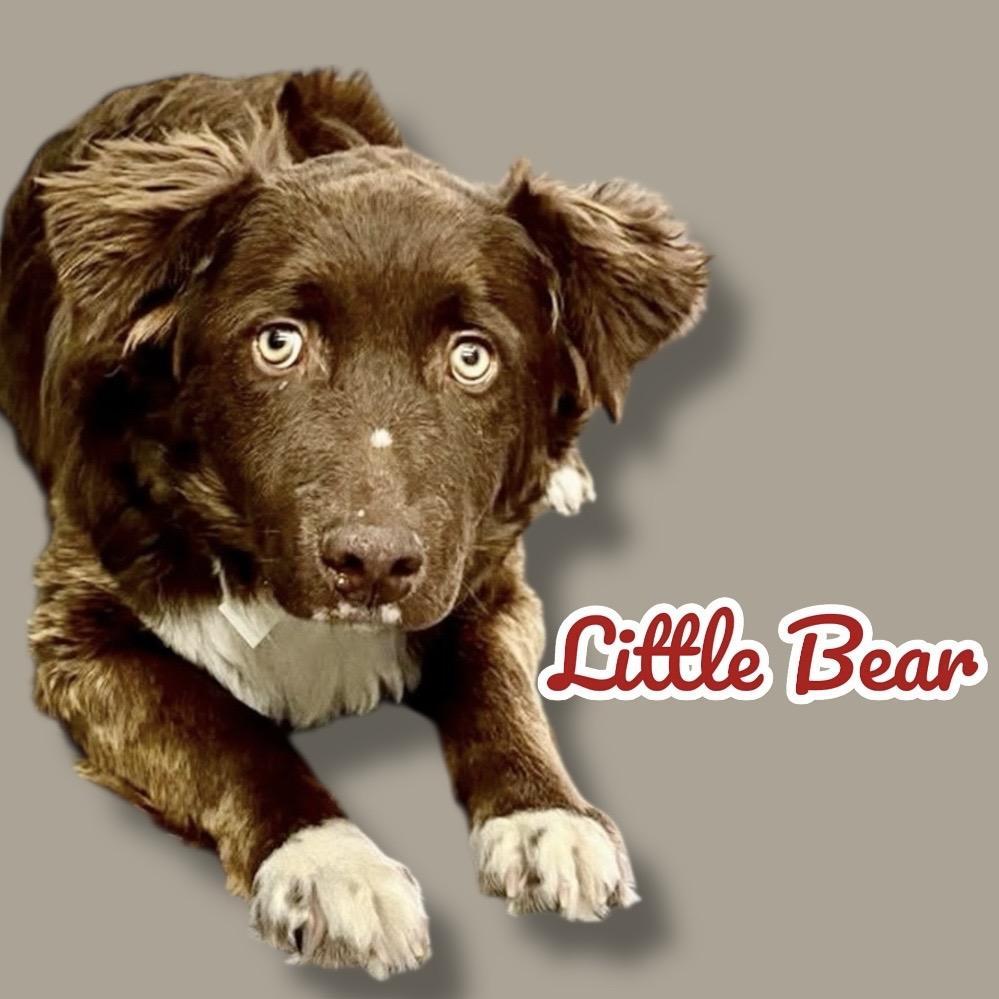 Little Bear