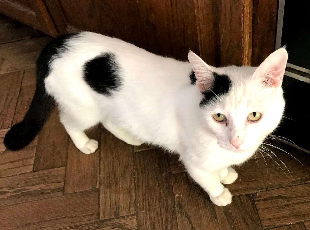 A young medium-sized male Black Domestic Short Hair cat named Buddy for adoption in Barrington, IL
