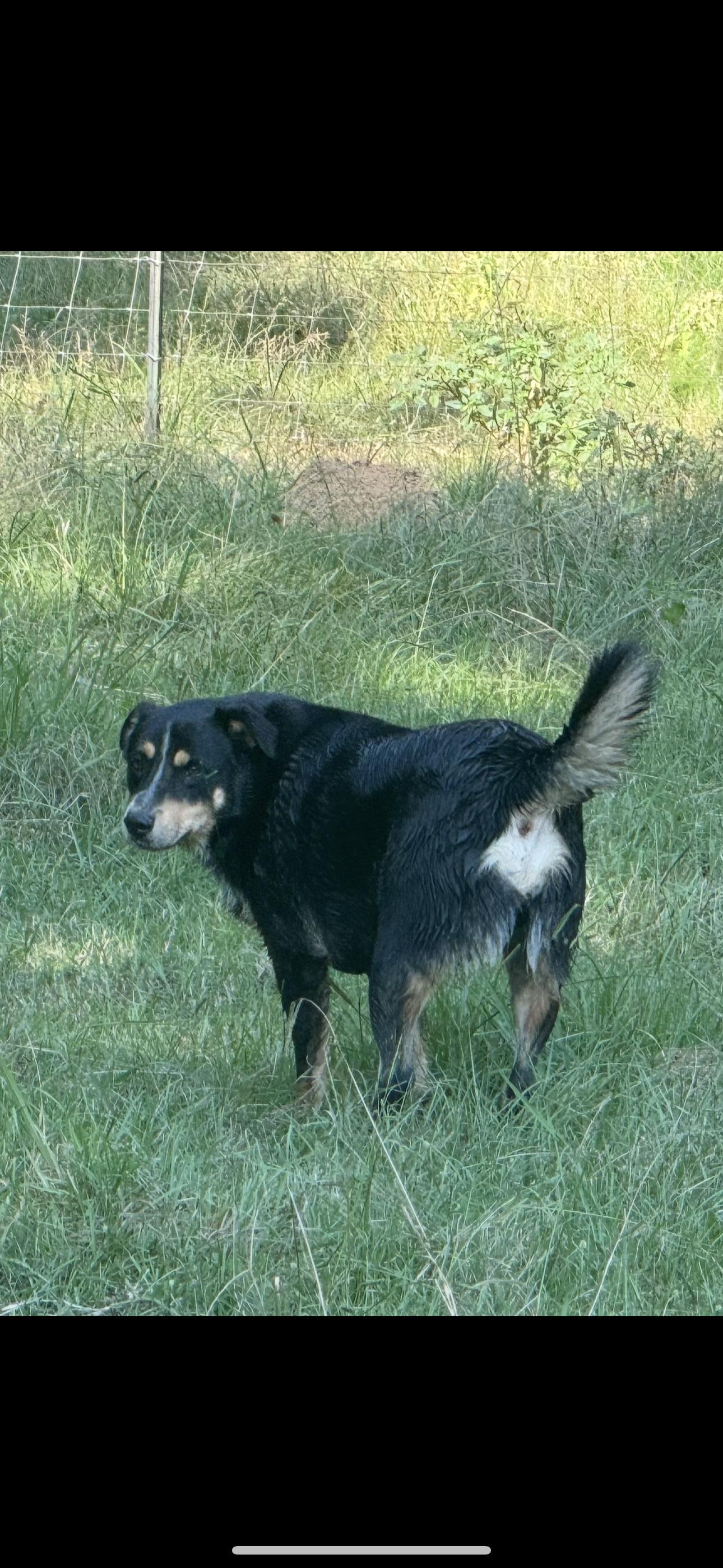 An adult medium-sized male German Shepherd Dog dog named Teddy for adoption in Holly Springs, MS