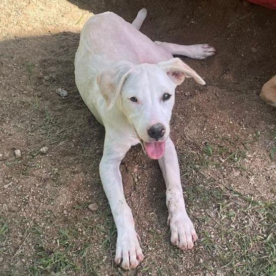 A young medium-sized male White / Cream Labrador Retriever dog named Rufus for adoption in Humacao, PR