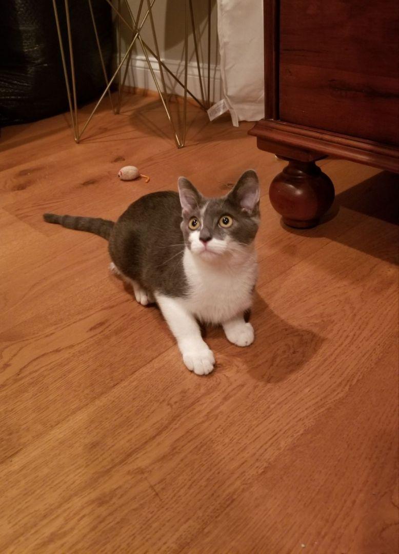An adult medium-sized male Gray & White Domestic Short Hair cat named Puma for adoption in Baltimore, MD