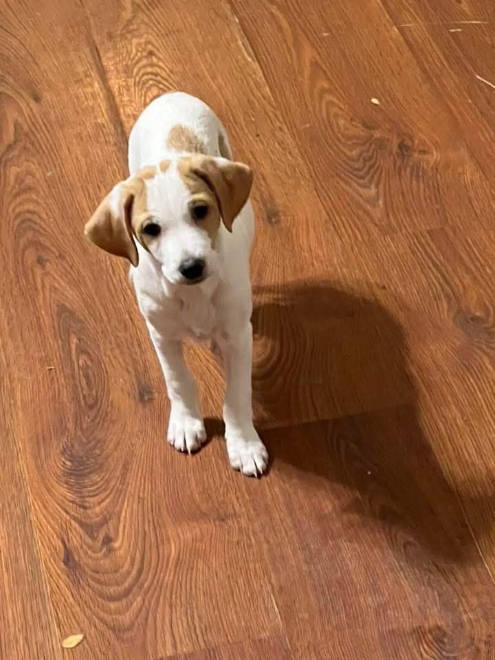 Dottie The Basset Puppy