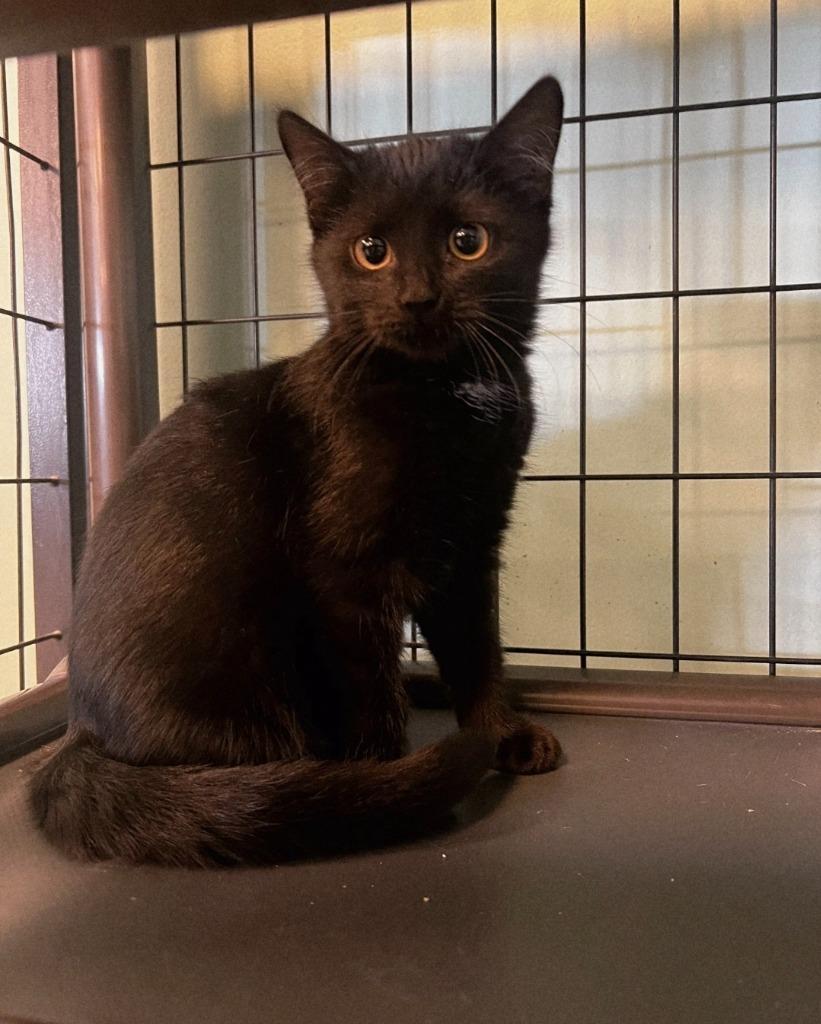 Megan Thee Stallion photo 1