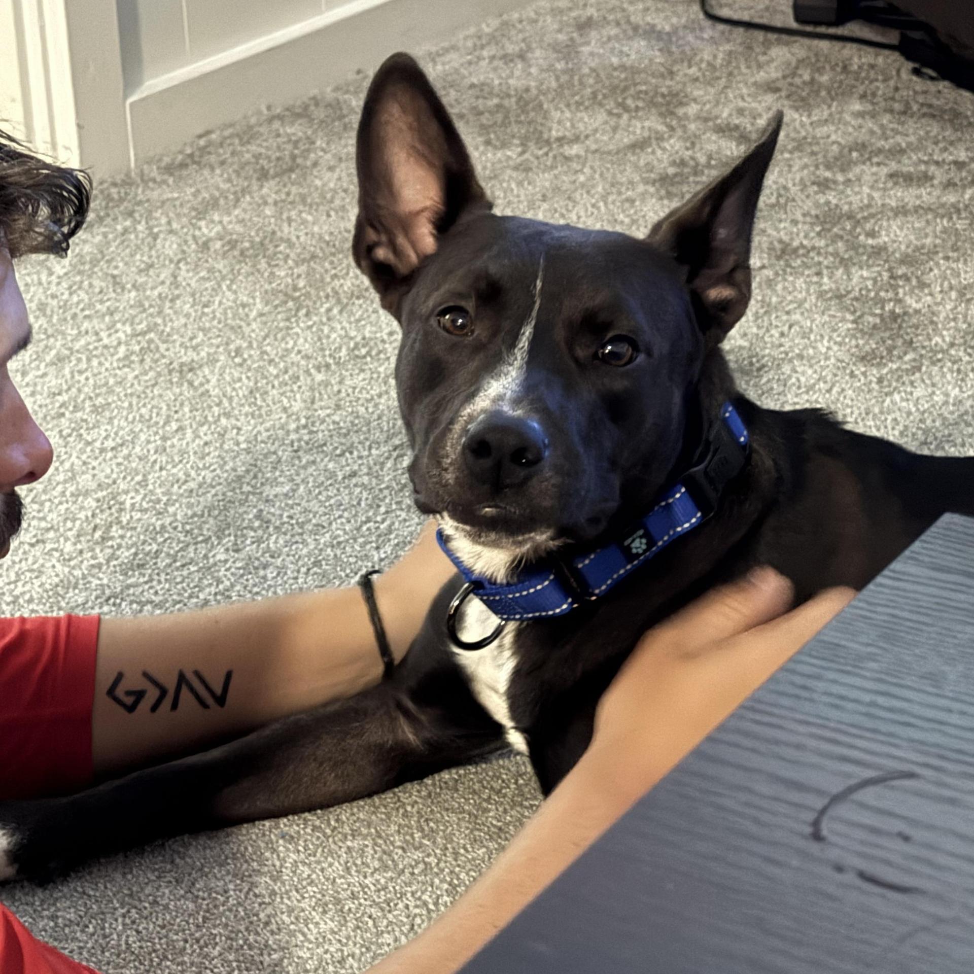 An adult medium-sized male Black Shepherd dog named Mars Lbs Full Grown for adoption in Houston, TX