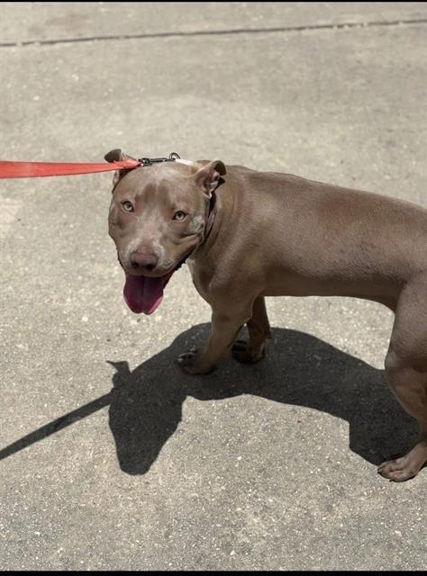 A young medium-sized female American Staffordshire Terrier dog named Diamond for adoption in San Antonio, TX