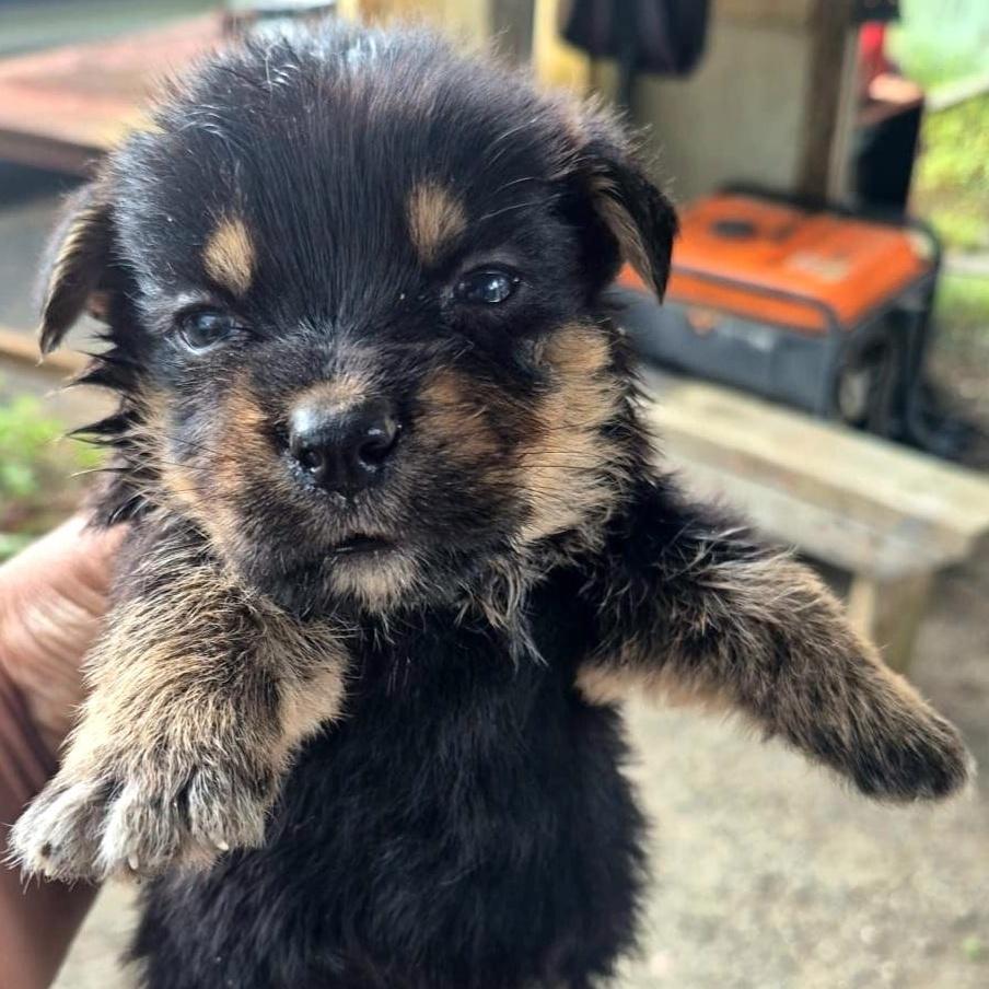 Socrates "the Only Love