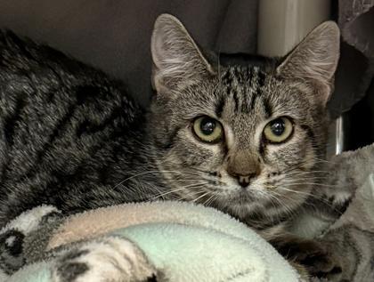A baby small-sized female Domestic Short Hair cat named Scully for adoption in Eugene, OR