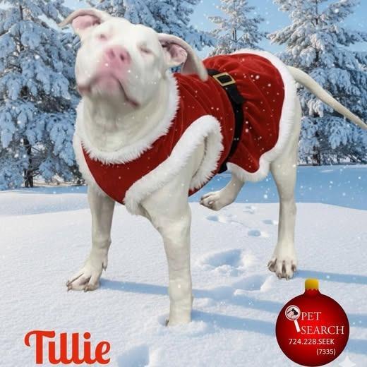 Tillie