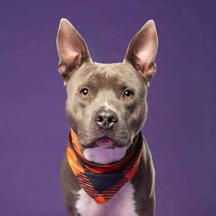 An adult medium-sized male Pit Bull Terrier dog named Scottie for adoption in Atlanta, GA