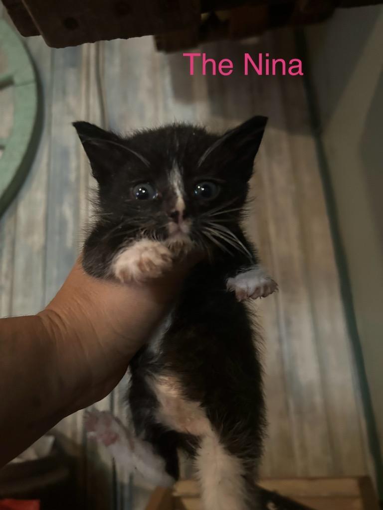 The Nina