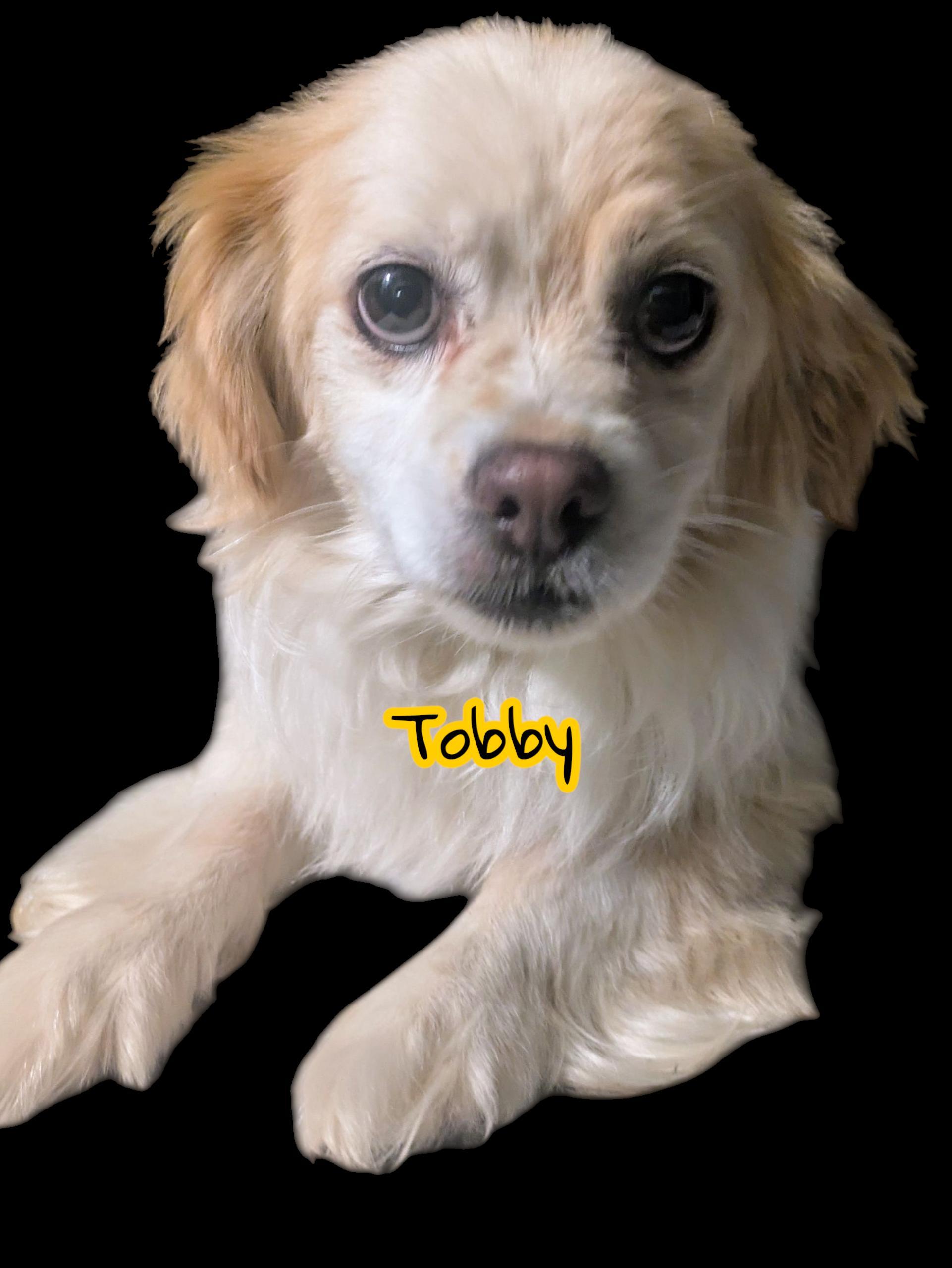 Tobby