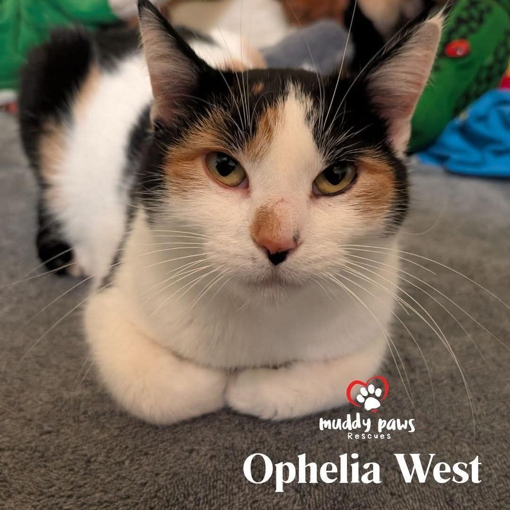 A young medium-sized female Domestic Short Hair cat named Ophelia West for adoption in Council Bluffs, IA